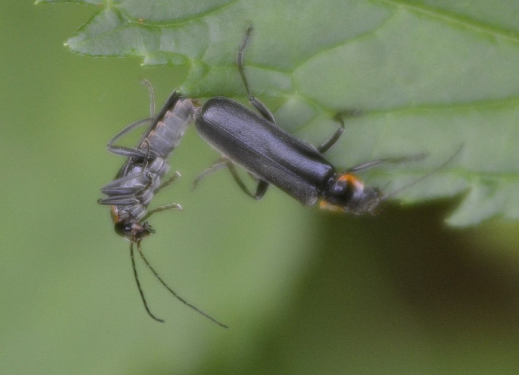 Cantharis obscura ?